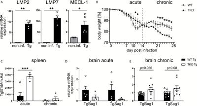 The Immunoproteasome Subunits LMP2, LMP7 and MECL-1 Are Crucial Along the Induction of Cerebral Toxoplasmosis